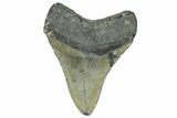 Fossil Megalodon Tooth - North Carolina #362883-1